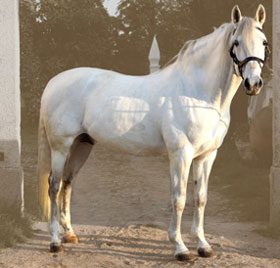 João Moura Jr. perde "Belmontim"