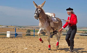 Caramelo, o burro espanhol que acredita que é um cavalo...