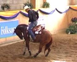 FEI Inquiry into World Reining Final training practices...