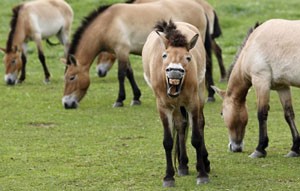 4 Rare wild horses returned to Mongolia