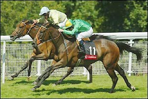 Santarém quer criar pólo equino nacional