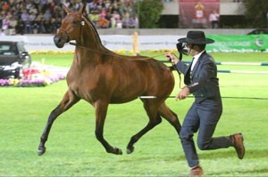 "Diahamante" volta a conquistar a Medalha de Ouro