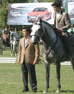 Melhor Cavalo Debutante 2010 – “Cunha” (Zorro) da Coudelaria D’Ornellas e Vasconcellos
