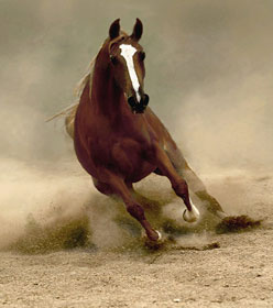 Cavalos domesticados há 9000 anos na Península Arábica