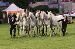 Associações Estrangeiras promovem o Cavalo Lusitano