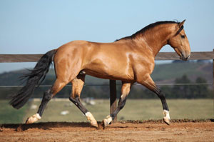 The 2011 Interagro Collection Auction & 12th Annual Interagro Foal Auction