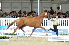 Delany Champion Dressage Mare at Verden