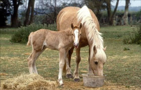 Curso: Pré-desbaste de Poldros ao desmame