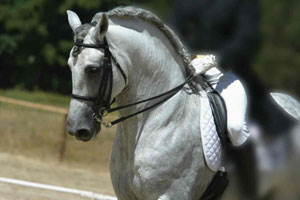Associação do PRE oferece bolsas a cavaleiros