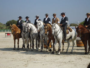 Resultados da VII Jornada do Campeonato Nacional de Equita&ccedil;&atilde;o de Trabalho