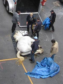 Cavalo morre em plena via de Nova Iorque