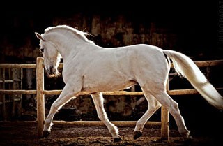 Fórum e Debate: A selecção do Cavalo Lusitano: Será a Osteocondrose um factor limitante?