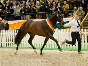 Trakehner "Häwelmann" vendido por 140 mil euros