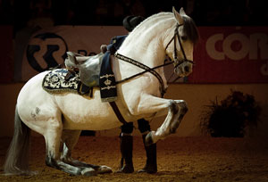 O esplendor da 'Arte Equestre' em imagens