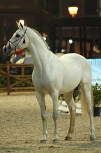Golegã: Campeonato do PSA e o CDN em destaque