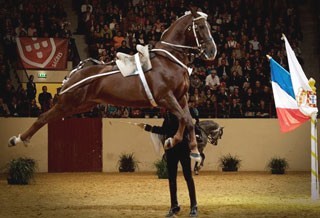 Unesco: Equitação Francesa também é património imaterial