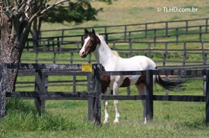 O Haras Atibaiense em foco na Tribuna VIP