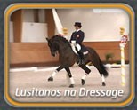 Lusitanos na Dressage