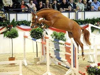 Brasil aposta forte nos Garanhões Holstein em Neumunster