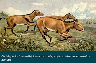 Estudo revela antepassados de cavalos encontrados em Aragão