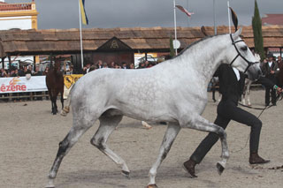 "Don Soberano da Tramagueira" Medalha de Ouro disponível para cobrições
