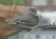 Princess hits out at excesses in Arabian show ring