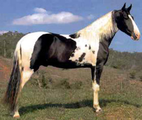 Reportagem da Tribuna Lusitana sobre o Pampa Fest 2011