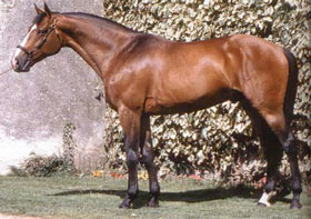 Clone de "Quidam de Revel" na reprodução em 2012