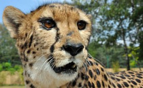 Pony kicks cheetah in face