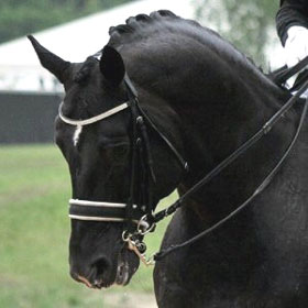 Who will succeed Totilas as the 2011 KWPN Horse of the Year?