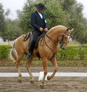 Campeonato Regional de Equitação de Trabalho 2012 - Golegã