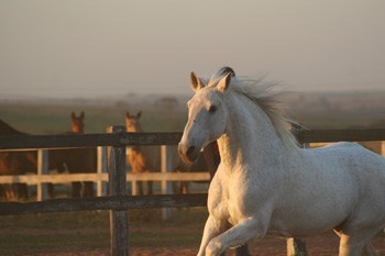 Faleceu “Afiançado de Flandes”
