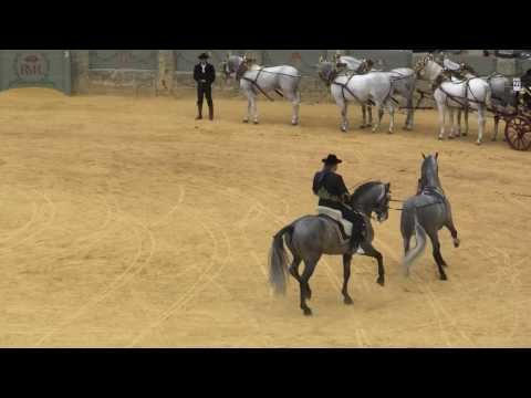 Alta escola cavalo PRE na Praça de Touros de Ronda em Espanha