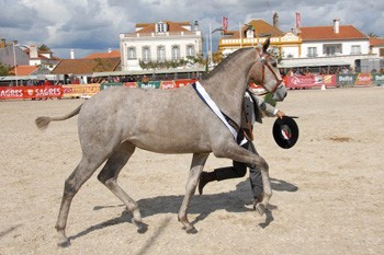"Glória da Ferraria" é Égua de Ouro (Actualizada)