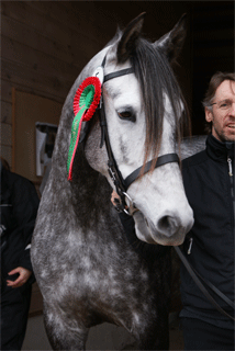 I Festival do Cavalo Lusitano na Noruega