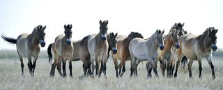 Cavalos foram domesticados na Ucrânia e Cazaquistão há 6000 anos