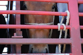 Petição contra o transporte desumano de cavalos