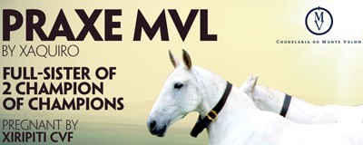 Faltam 2 dias para o envio das propostas de aquisição da égua "Praxe MVL"