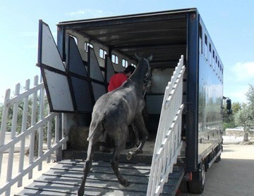 Poldros Lusitanos exportados para a Rússia