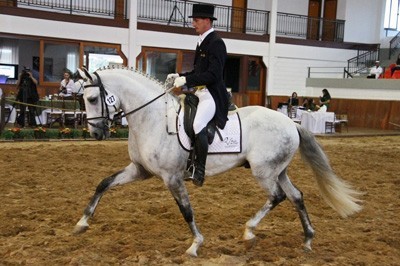D'Accord do Mito: Campeão dos Campeões da Exposição Internacional do Cavalo Lusitano