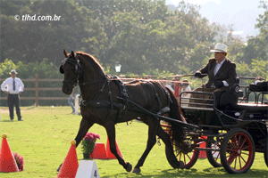 A 31ª Exposição Internacional do Cavalo Lusitano na Tribuna VIP (vídeo)