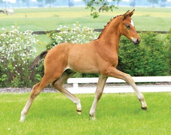 287 Hanoverian Foals Put Up For Auction