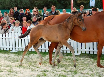 «Millenium» is the Lucky Winner in Hanover