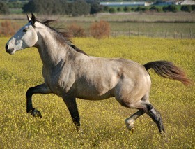 Licenciatura em Equinicultura - Elvas