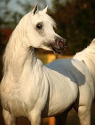 A horse worth more than Cristiano Ronaldo