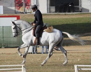 Ricardo Moura Tavares ganha na Equita&ccedil;&atilde;o &agrave; Portuguesa em S.Domingos de Rana