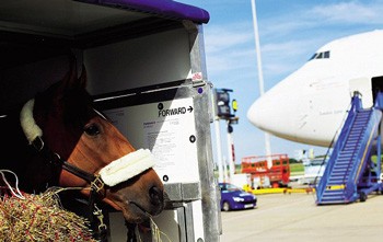 Challenges facing equine atletes travelling to Olympics