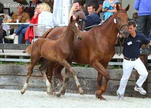 Mister Q van de Stationshoeve, Mamanka-A and M arac M won the champion titles