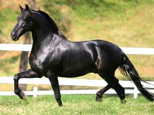 Descoberta mutação genética que influencia andamentos dos cavalos