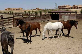 Cerca de 5000 cavalos abatidos por mês em Espanha